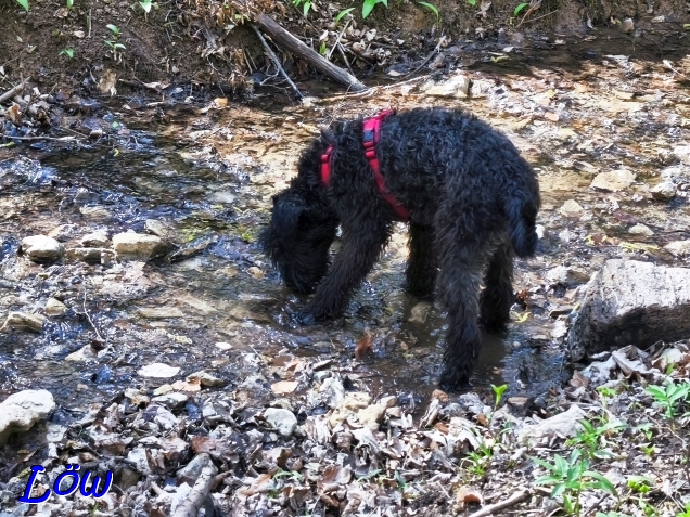 11.4.2025 - Herkules löscht seinen Durst